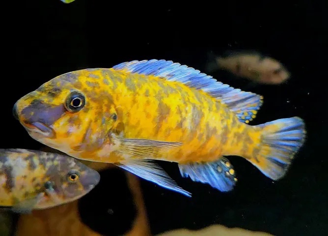 Labeotropheus trewavasae 'Chilumba'